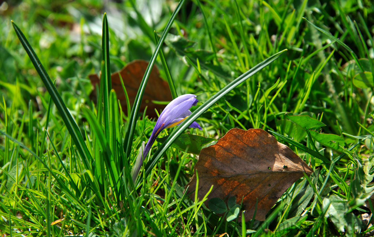 Frühlings-Krokus (Crocus vernus), violette Variante [300 mm, 1/250 Sek. bei f / 10, ISO 250]